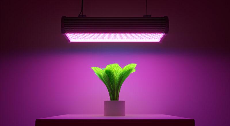 Grüne Salatpflanze unter LED-Wachstumslicht